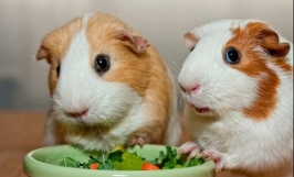 Dinh dưỡng cho chuột hamster khi mang thai