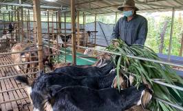 Nhu cầu dinh dưỡng của dê và cách xây dựng khẩu phần ăn phù hợp 