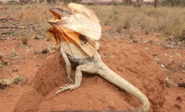 Nhu cầu dinh dưỡng thằn lằn cổ bướm Frilled Lizard