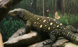 Nhu cầu dinh dưỡng kỳ đà Crocodile Monitor