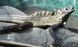 Nhu cầu dinh dưỡng thằn lằn Chaien Sailfin Dragon