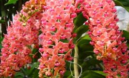 Những loài hoa phong lan nở vào dịp tết mang nhiều ý nghĩa tốt lành