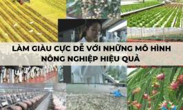 Làm giàu cực dễ với những mô hình nông nghiệp hiệu quả 