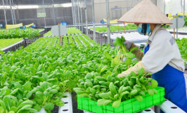 Công nghiệp hóa, hiện đại hóa nông nghiệp, nông thôn còn gặp nhiều khó khăn