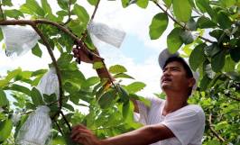 Mô hình trồng ổi theo hướng nông nghiệp hữu cơ