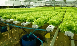 Điều kỳ diệu ở Israel: Biến 'sa mạc' thành nơi cung cấp cho 95% nhu cầu thực phẩm của đất nước