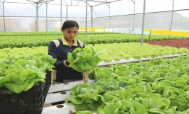 Phương hướng xây dựng mô hình nông nghiệp sạch