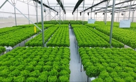 Nông nghiệp xanh là gì? Một số mô hình nông nghiệp xanh tiêu biểu 
