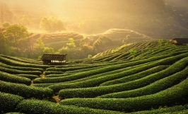 Trên 14 nghìn doanh nghiệp đầu tư vào lĩnh vực nông nghiệp trong cả nước