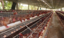 Quy trình nuôi gà chuẩn VietGap - kỹ thuật xây dựng chuồng trại, chọn giống và cách phòng trị bệnh thường gặp