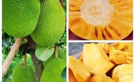 Thương vụ xuất khẩu trái mít đến thị trường Sri Lanka