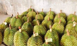 Cơ hội hợp tác đến từ vị khách hàng người Ai Cập cho đơn hàng xuất khẩu sầu riêng