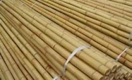 Vị khách hàng người Ấn Độ cần nhập khẩu sản phẩm gậy tre