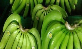 Cơ hội xuất khẩu chuối Cavendish sang thị trường Georgia và Nga