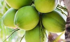 Cơ hội trở thành nhà cung cấp cho đơn hàng xuất khẩu dừa sang thị trường Ai Cập