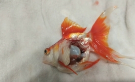  Phòng bệnh bong bóng cho cá vàng hiệu quả