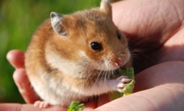 Phòng bệnh đau mắt cho chuột hamster