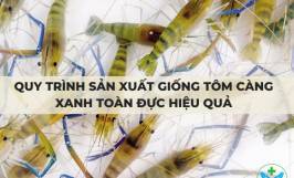 Quy trình sản xuất giống tôm càng xanh toàn đực hiệu quả
