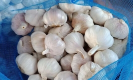 Cơ hội xuất khẩu sản phẩm tỏi trắng đến thị trường Bangladesh