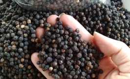 Cơ hội hợp tác với khách hàng đến từ Indonesia cho đơn hàng xuất khẩu sản phẩm hạt tiêu