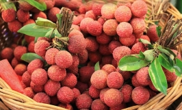 Cơ hội trở thành nhà cung cấp cho đơn hàng xuất khẩu quả vải sang thị trường Mỹ