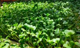 Giá trị dinh dưỡng của rau mầm