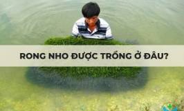 Rong nho được trồng ở đâu?