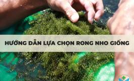 Hướng dẫn lựa chọn rong nho giống