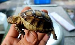 Rùa bị lở loét: Nguyên nhân và cách điều trị bệnh hiệu quả
