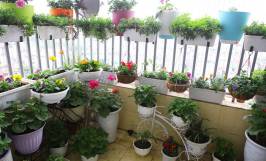 Biện pháp phòng ngừa sâu bệnh hại cây cảnh hiệu quả 
