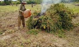 Tìm hiểu các biện pháp phòng ngừa sâu bệnh hại cây trồng hiệu quả 