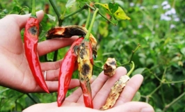 Các loại sâu hại ớt phổ biến và cách điều trị hiệu quả