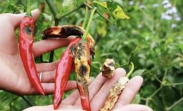 Các loại sâu hại ớt phổ biến mà bạn nên biết và cách phòng trừ hiệu quả 
