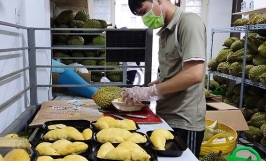 Xây dựng thương hiệu cho sầu riêng Việt