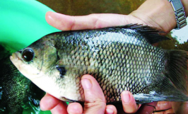 Bệnh sùi bọt cua ở cá tai tượng - Nguyên nhân bệnh, triệu chứng và cách điều trị hiệu quả