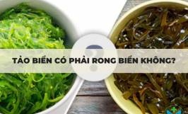 Tảo biển có phải rong biển không?