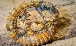 Thằn lằn armadillo: nguồn gốc, đặc điểm hình dáng