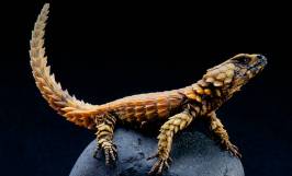 Nguồn gốc, đặc điểm hình dáng, tính cách thú vị của giống thằn lằn armadillo
