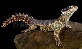 Thằn lằn armadillo giá bao nhiêu? Các loại thằn lằn armadillo phổ biến 
