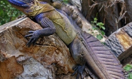  Nguồn gốc và đặc điểm thằn lằn Chaien Sailfin Dragon