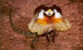 Nguồn gốc về thằn lằn cánh buồm cổ bướm Frilled Lizard