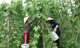 Thời vụ trồng đậu cô ve ở miền Bắc thích hợp nhất