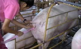 Kỹ thuật thụ tinh nhân tạo ở heo nái - mang lại hiệu quả cao