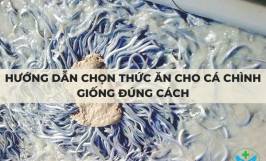 Hướng dẫn chọn thức ăn cho cá chình giống đúng cách