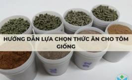 Hướng dẫn lựa chọn thức ăn cho tôm giống