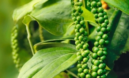 Giá tiêu hôm nay 11/12: Bất ngờ giảm mạnh 1.000 - 1.500 đồng/kg