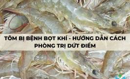 Tôm bị bệnh bọt khí - Hướng dẫn cách phòng trị dứt điểm