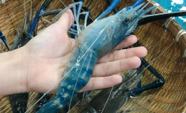 Giống tôm càng xanh nước ngọt