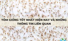 Tôm giống tốt nhất hiện nay và những thông tin liên quan