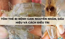 Tôm thẻ bị bệnh gan: Nguyên nhân, dấu hiệu và cách điều trị